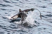 Fauna & Flora: sea lion against a shark