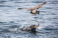 sea lion against a shark