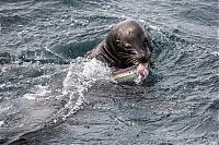 Fauna & Flora: sea lion against a shark