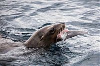 Fauna & Flora: sea lion against a shark