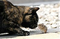 Fauna & Flora: cat with mouse