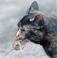 Fauna & Flora: cat with mouse