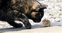 Fauna & Flora: cat with mouse