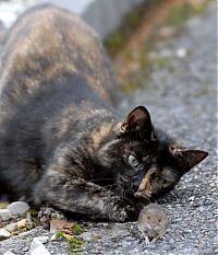 TopRq.com search results: cat with mouse