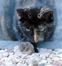 Fauna & Flora: cat with mouse