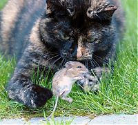 TopRq.com search results: cat with mouse