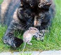 Fauna & Flora: cat with mouse