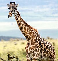 Fauna & Flora: red-billed oxpecker with a giraffe