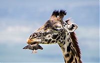 red-billed oxpecker with a giraffe