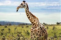 red-billed oxpecker with a giraffe