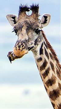 TopRq.com search results: red-billed oxpecker with a giraffe