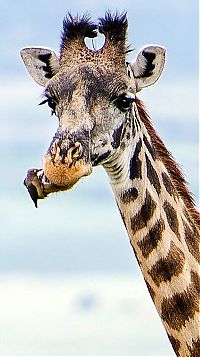 Fauna & Flora: red-billed oxpecker with a giraffe