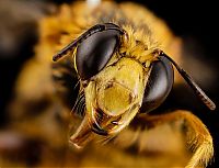 insect macro photography