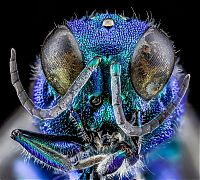 insect macro photography