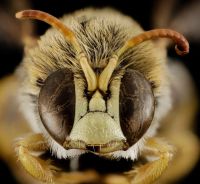 Fauna & Flora: insect macro photography