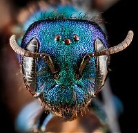 Fauna & Flora: insect macro photography