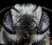 Fauna & Flora: insect macro photography