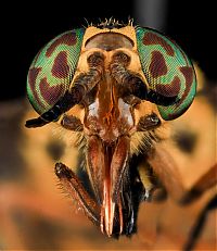 Fauna & Flora: insect macro photography