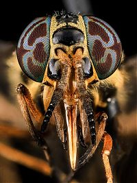 insect macro photography