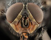 insect macro photography