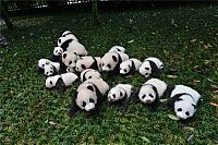 TopRq.com search results: Giant Panda Breeding, Chengdu Research Base, Chengdu, Sichuan, China