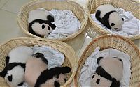 Fauna & Flora: Giant Panda Breeding, Chengdu Research Base, Chengdu, Sichuan, China