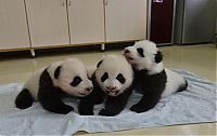 Fauna & Flora: Giant Panda Breeding, Chengdu Research Base, Chengdu, Sichuan, China