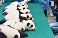 Giant Panda Breeding, Chengdu Research Base, Chengdu, Sichuan, China