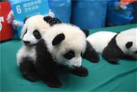 TopRq.com search results: Giant Panda Breeding, Chengdu Research Base, Chengdu, Sichuan, China