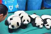 Fauna & Flora: Giant Panda Breeding, Chengdu Research Base, Chengdu, Sichuan, China