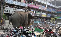 Wild elephant, Siliguri, West Bengal, India