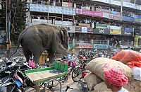 Fauna & Flora: Wild elephant, Siliguri, West Bengal, India