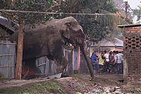 Wild elephant, Siliguri, West Bengal, India