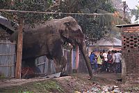 Fauna & Flora: Wild elephant, Siliguri, West Bengal, India