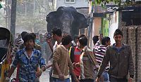 Fauna & Flora: Wild elephant, Siliguri, West Bengal, India