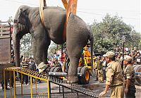 Wild elephant, Siliguri, West Bengal, India