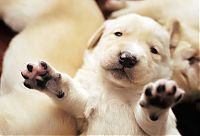 Fauna & Flora: cute puppy dog