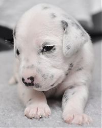 Fauna & Flora: cute puppy dog