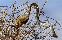 Fauna & Flora: mongoose eating a snake