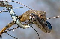 Fauna & Flora: mongoose eating a snake