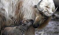 TopRq.com search results: animal family