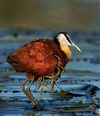 Fauna & Flora: juvenile jacana bird downies