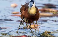 Fauna & Flora: juvenile jacana bird downies