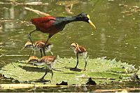 juvenile jacana bird downies