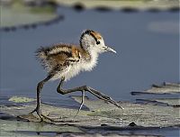 Fauna & Flora: juvenile jacana bird downies