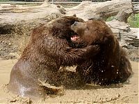 Fauna & Flora: man living with orphaned bears