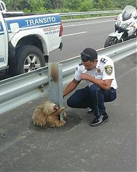 sloth rescued on the highway