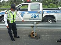 Fauna & Flora: sloth rescued on the highway