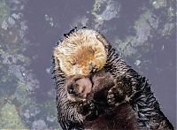 baby otter falls asleep on mom