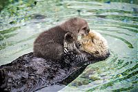 Fauna & Flora: baby otter falls asleep on mom